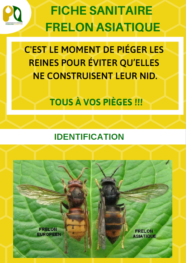 frelon asiatique