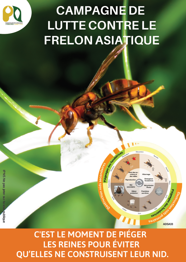frelons_asiatiques_1.PNG