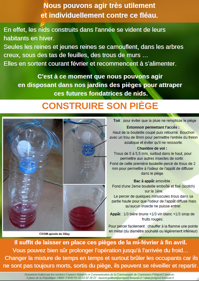 frelons_asiatiques_2.PNG